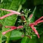 Dianthera secunda Flower