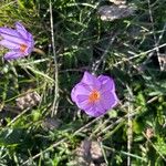 Crocus nudiflorusफूल
