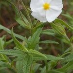 Cistus inflatus Altres