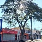 Caesalpinia pluviosa Habit