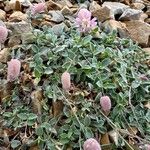 Silene uniflora Floare