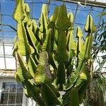 Euphorbia cooperi Характер