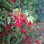 Fuchsia magellanicaफूल