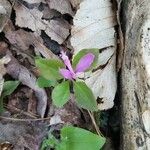 Polygaloides paucifolia Blomma