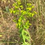 Euphorbia stricta പുഷ്പം
