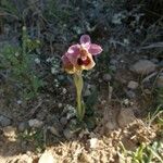 Ophrys tenthredinifera Bloem