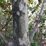 Guettarda scabra 樹皮