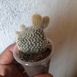 Opuntia microdasys Ліст