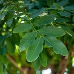 Cassia fistula Blad