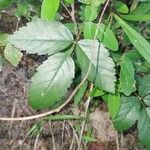 Rubus hispidus Yaprak