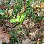 Chloraea membranacea Leaf