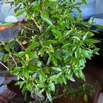 Serissa japonicaBlatt