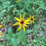 Rudbeckia fulgidaKwiat