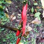 Heliconia trichocarpa Flor