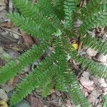 Adiantum latifolium Leaf