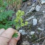 Alchemilla alpigena Blatt