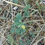 Medicago lupulina Flower