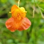 Impatiens capensis Flower