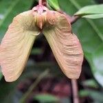 Acridocarpus longifolius Fruit