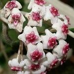 Hoya obovata Квітка