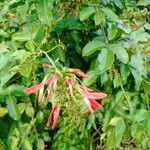 Erythrina amazonica Květ
