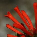 Bouvardia ternifolia Floare