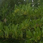 Smilax laurifolia Habitus