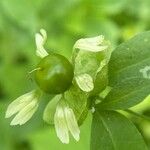 Silene baccifera Fruto