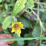 Geum urbanum പുഷ്പം