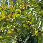 Psidium guajava Frucht