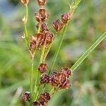 Juncus compressus Frukto