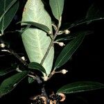 Pittosporum tenuifolium 果實