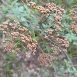 Spiraea japonicaফুল