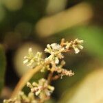 Monosis conferta Flor