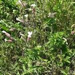 Silene italica Kwiat