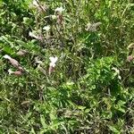 Silene italica Flower