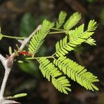 Vachellia collinsii Blüte