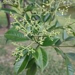 Esenbeckia leiocarpa Blatt