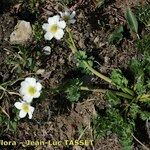 Callianthemum coriandrifolium Habit