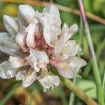 Trifolium pallescens Blomst