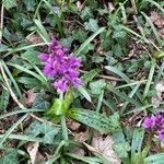 Orchis mascula برگ