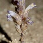 Orobanche rosmarina Bloem