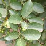 Cordia myxa Leaf