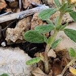 Helianthemum salicifolium Likasa