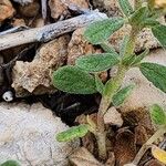 Helianthemum salicifolium Лист