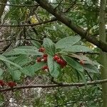 Cotoneaster frigidus Gyümölcs