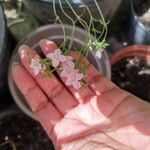 Centaurium portense Fula