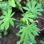 Manihot grahamii Blad