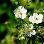 Cistus monspeliensis 整株植物