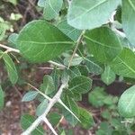 Commiphora glandulosa Blatt